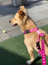 Load image into Gallery viewer, Paw Print Clasp Harness (PINK)