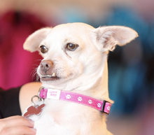 Load image into Gallery viewer, Vanderpump Dogs Collar - Pink
